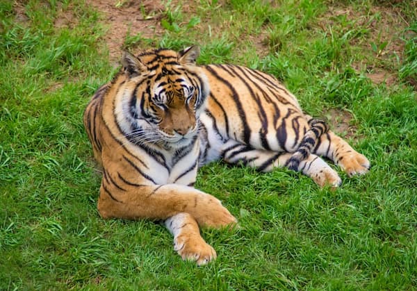 Cabarceno-tigre